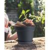 image:imagehomenote Pots for Plants 15 Pack 6 Inch Plastic Planters with Multiple Drainage Holes and TraysPlant Pots for All Home Garden Flowers Succulents WhiteWhite  Black8 Pcs