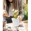 image:imagehomenote Pots for Plants 15 Pack 6 Inch Plastic Planters with Multiple Drainage Holes and TraysPlant Pots for All Home Garden Flowers Succulents WhiteWhite15 Pcs