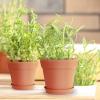 image:imagehomenote Pots for Plants 15 Pack 6 Inch Plastic Planters with Multiple Drainage Holes and TraysPlant Pots for All Home Garden Flowers Succulents WhiteTerra Cotta15 Pcs