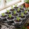 image:imagehomenote 4 Inch Seed Starting Trays with Clear Nursery Pots 2Pack 20Cell Seedling Starter Trays amp 4 Nursery Pots 40 Pcs with Drainage Plant Starter Germination Trays for Indoor Outdoor Growing4 Inch