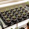 image:imagehomenote 4 Inch Seed Starting Trays with Clear Nursery Pots 2Pack 20Cell Seedling Starter Trays amp 4 Nursery Pots 40 Pcs with Drainage Plant Starter Germination Trays for Indoor Outdoor Growing3 Inch
