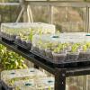 image:imagehomenote 4 Inch Seed Starting Trays with Clear Nursery Pots 2Pack 20Cell Seedling Starter Trays amp 4 Nursery Pots 40 Pcs with Drainage Plant Starter Germination Trays for Indoor Outdoor Growing3 Inch