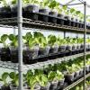 image:imagehomenote 4 Inch Seed Starting Trays with Clear Nursery Pots 2Pack 20Cell Seedling Starter Trays amp 4 Nursery Pots 40 Pcs with Drainage Plant Starter Germination Trays for Indoor Outdoor Growing4 Inch
