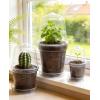 image:imagehomenote 345 Inch Clear Nursery Pots 18 Pack with Humidity DomesampPlant SaucersRigid Plastic Nursery Pots with DrainageTransparent Flower Pots for Seedlings360 Rotary VentIndoor Outdoor GardenWith Humidity Domes