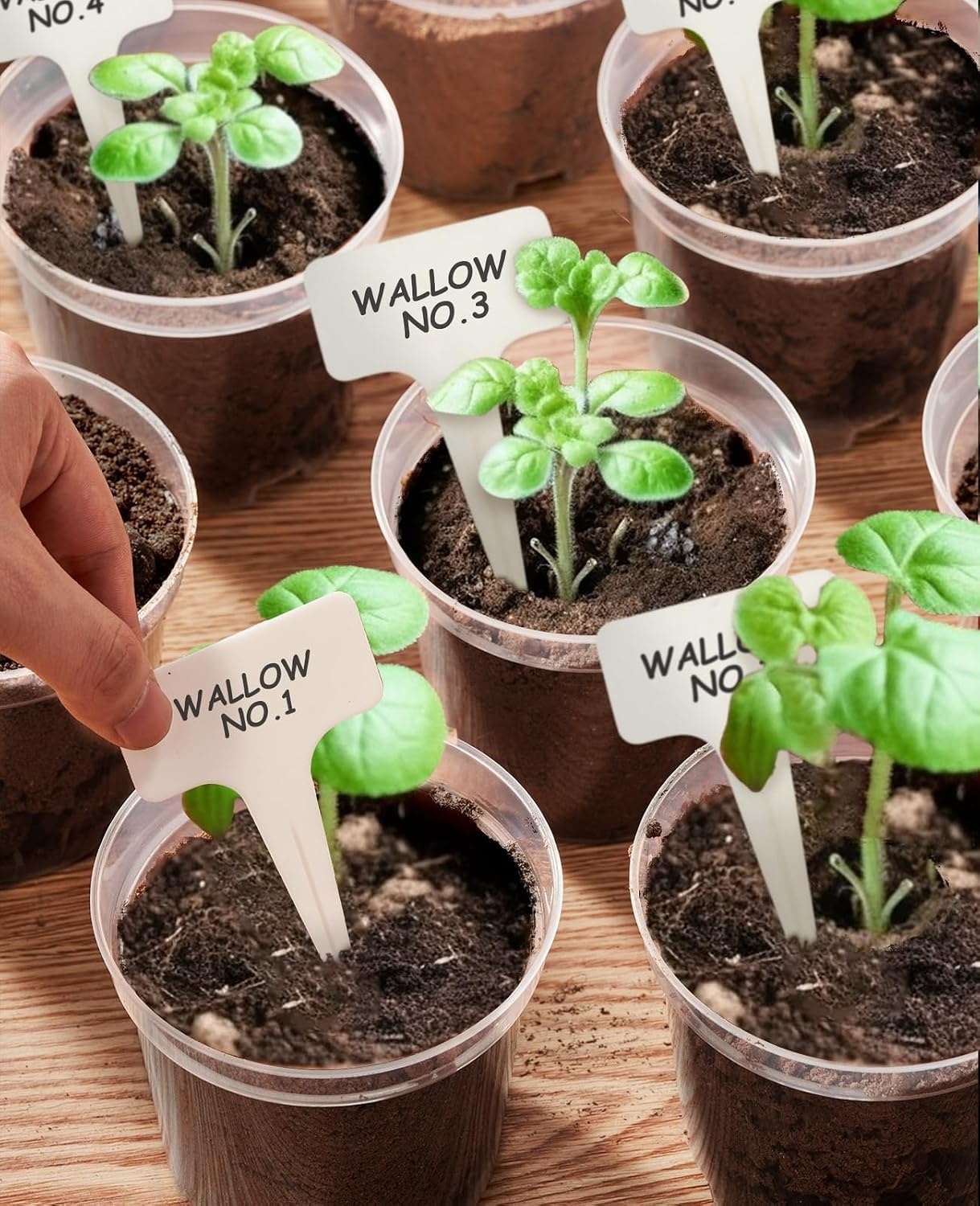 image:imagehomenote 34 Inch Clear Nursery Pots with Drainage Holes and Tags 20 Pcs  Reusable plastic planters have raised bases for airflow and transplanting ideal for seed starting cuttings and succulentsTransparencyno Lid