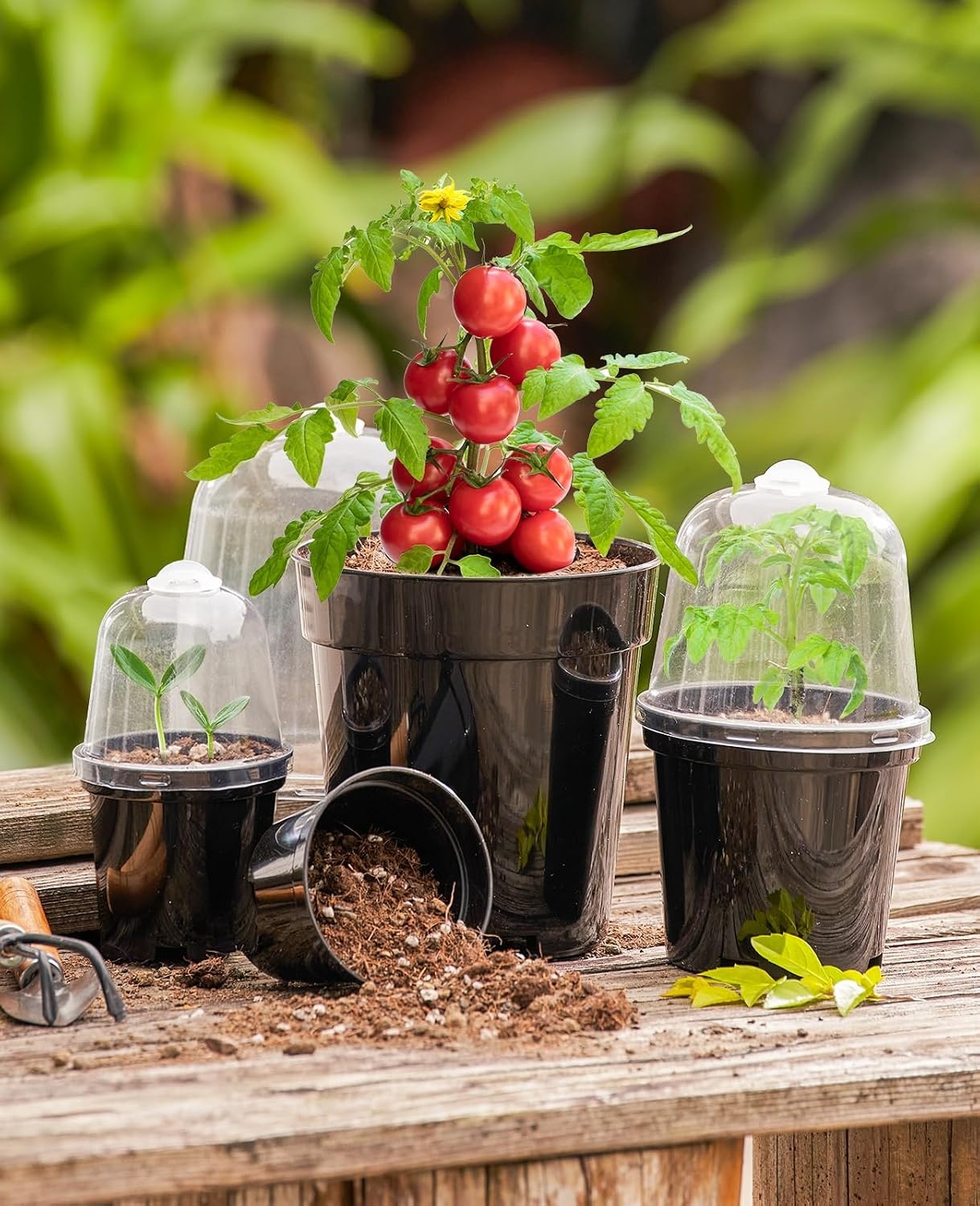 image:imagehomenote 34 Inch Clear Nursery Pots with Drainage Holes and Tags 20 Pcs  Reusable plastic planters have raised bases for airflow and transplanting ideal for seed starting cuttings and succulentsBlackwith Lid