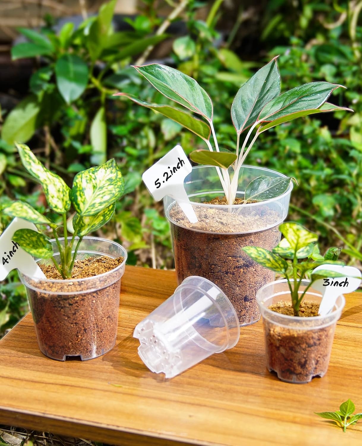 image:imagehomenote 34 Inch Clear Nursery Pots with Drainage Holes and Tags 20 Pcs  Reusable plastic planters have raised bases for airflow and transplanting ideal for seed starting cuttings and succulentsTransparencyno Lid