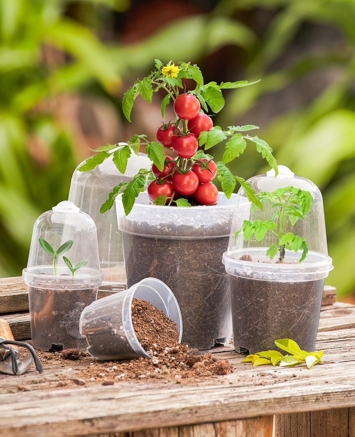 image:imagehomenote 34 Inch Clear Nursery Pots with Drainage Holes and Tags 20 Pcs  Reusable plastic planters have raised bases for airflow and transplanting ideal for seed starting cuttings and succulentsTransparencywith Lid